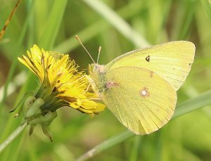 Clouded sulphur butterfly (Colias philodice) on yellow flower.