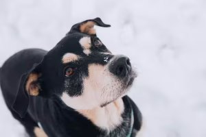 A dog in the snow with a playful look.