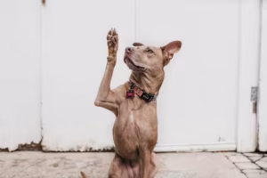 A dog with it's paw raised.