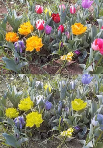 A Definitive Guide To Color Blindness Friendly Web Design 2 View of flowers by a person with protanopia.