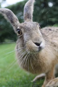 An inquisitive bunny in a field.