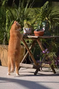 Beyond Answers: Architecting The Inquisitive Tone In Ai Personas For Superior Engagement 1 An inquisitive orange cat looking over a table.