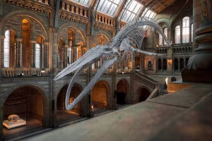 Gps Vs. Beacon For Geofence Accuracy: A Comprehensive Breakdown 7 Interior of natural history museum.
