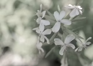 A Comprehensive Guide To Dark Mode Color Palette Principles 3 A wildflower with desaturated colors.