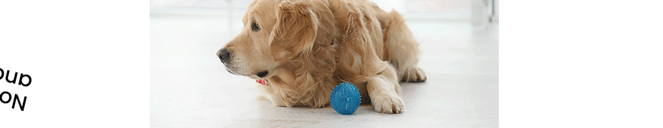 A horizontal ad with a dog.